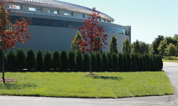 Donato Landscape project 28