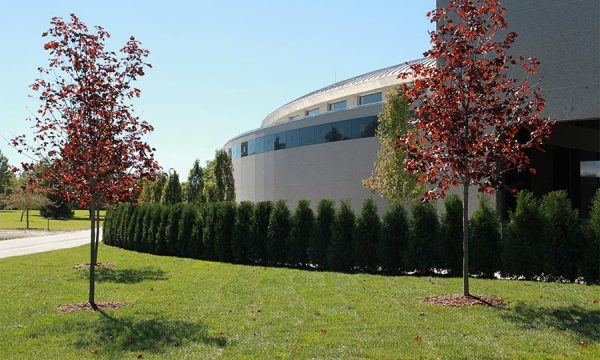 Donato Landscape project 29